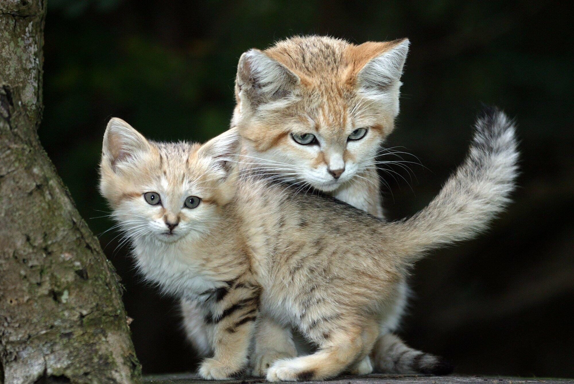 A sand cat mother with her cub