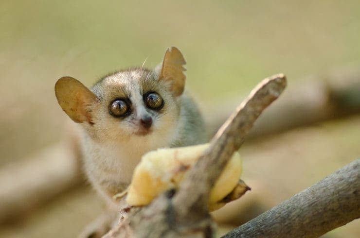 Cute mouse lemur eating banana
