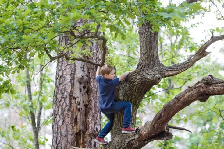 A young boy climbing tree