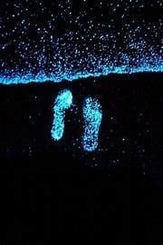 Shimmering Bioluminescent Footprints