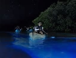 Bioluminescent Kayaking in Mosquito Lagoon