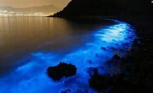 Splendid Bioluminescent Waters