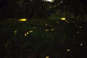 Bioluminescence: The Scintillating Creatures 2