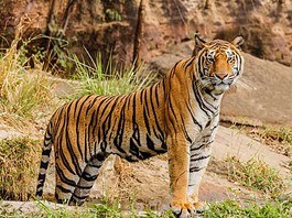 Information about tigers