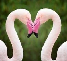 stock-photo-76879483-flamingo-heart-love