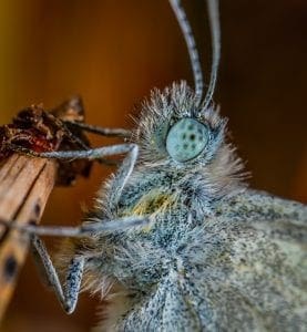 Brilliant Optical Devices of Nature: Jewels in eyes of Insects 5