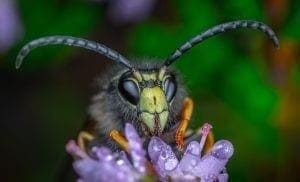 Brilliant Optical Devices of Nature: Jewels in eyes of Insects 4