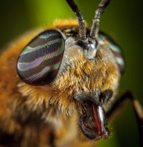 Brilliant Optical Devices of Nature: Jewels in eyes of Insects 2