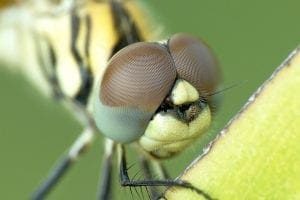 Brilliant Optical Devices of Nature: Jewels in eyes of Insects 6
