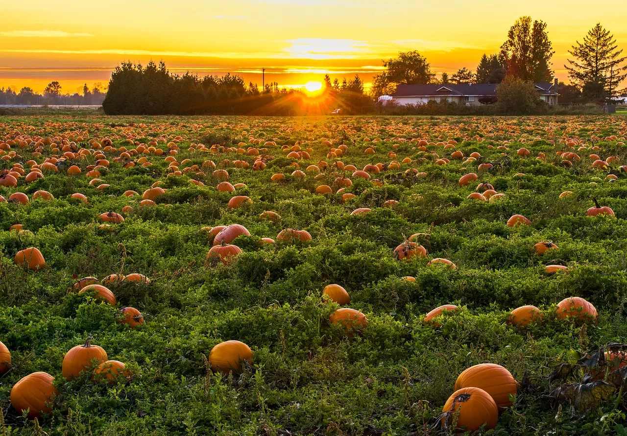 How to Grow Pumpkins: Best 101 Guide to Growing Pumpkins 2