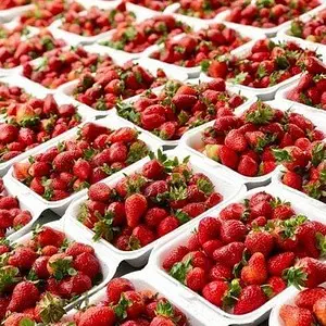 Strawberries are bought and sold in massive bulks