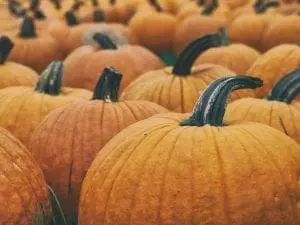 pumpkin patch nashville