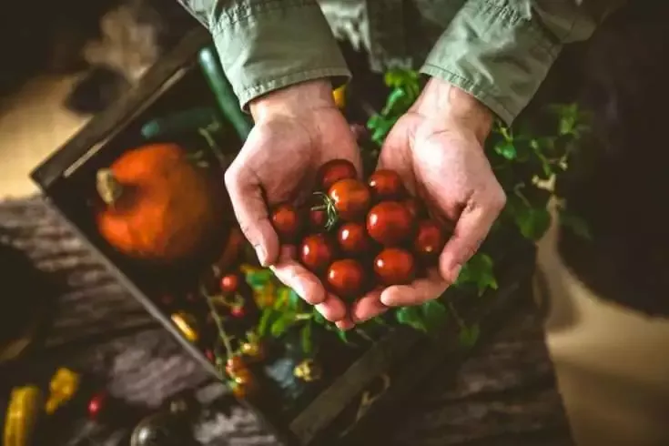 Top 3 Successful Farming Stories in The World 7 Fresh organic vegetable