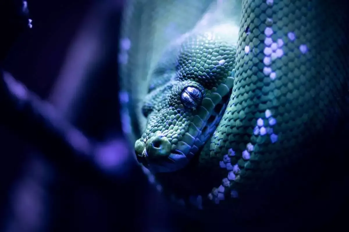 20 Different Types of People you Meet in College 24 facts about snakes