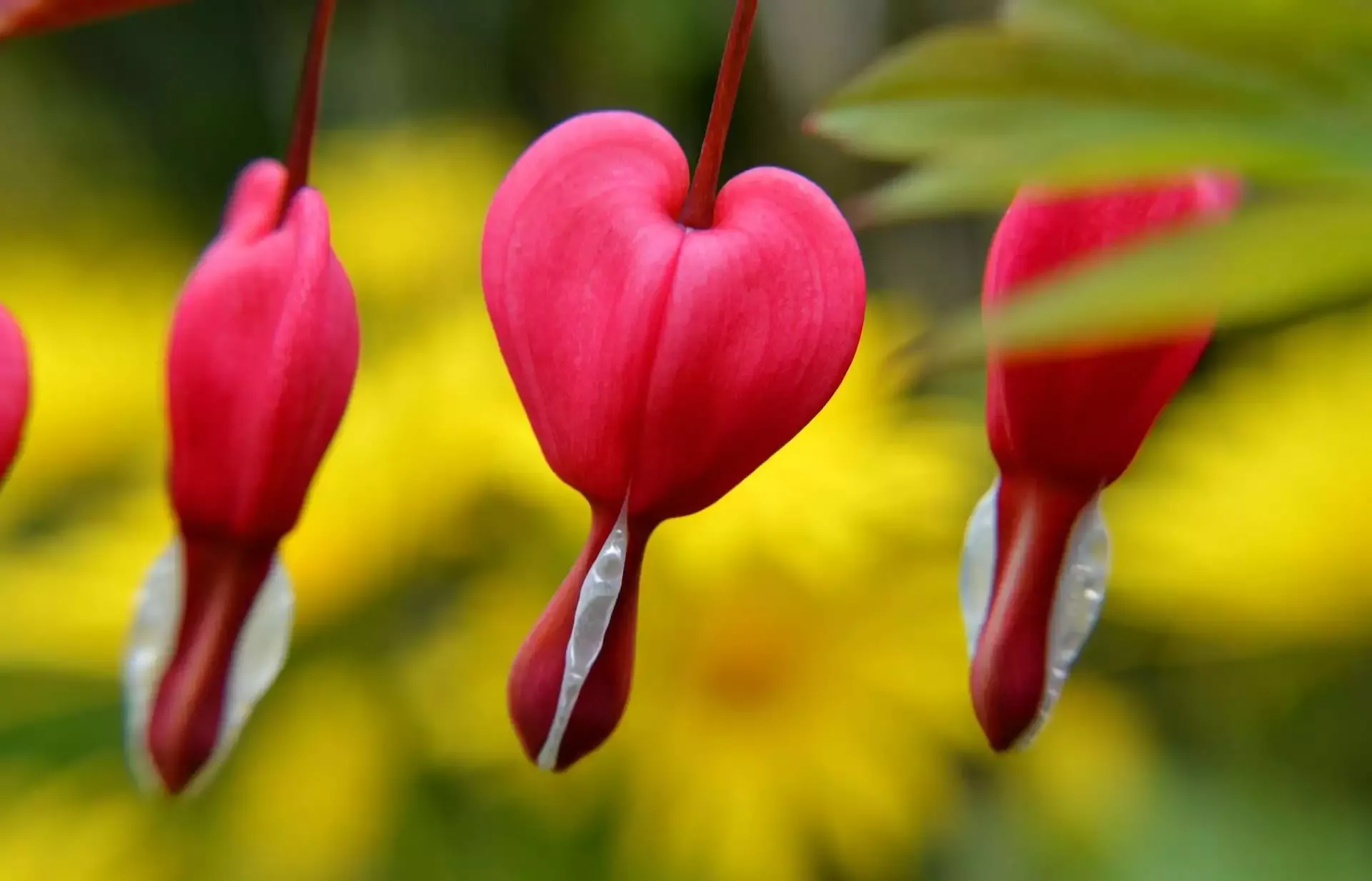 Self-Management Health Skills: 8 Easy Steps 7 bleeding hearts