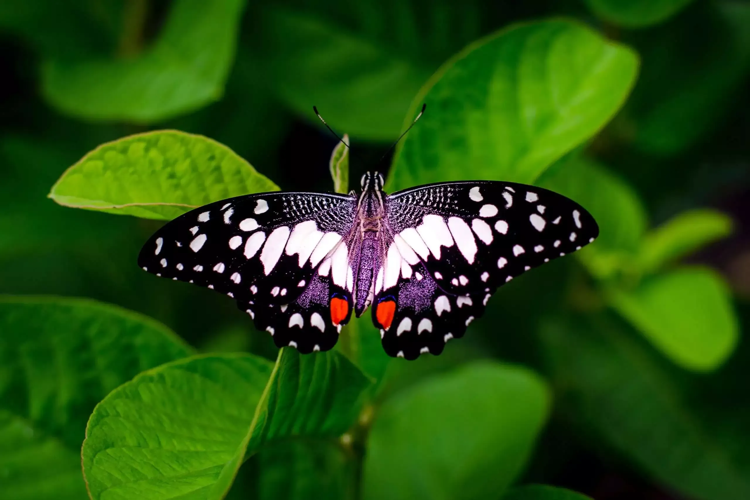 What Does the Bible Say About Renewing Your Mind: 101 Spirituality Guide 10 butterfly beauty