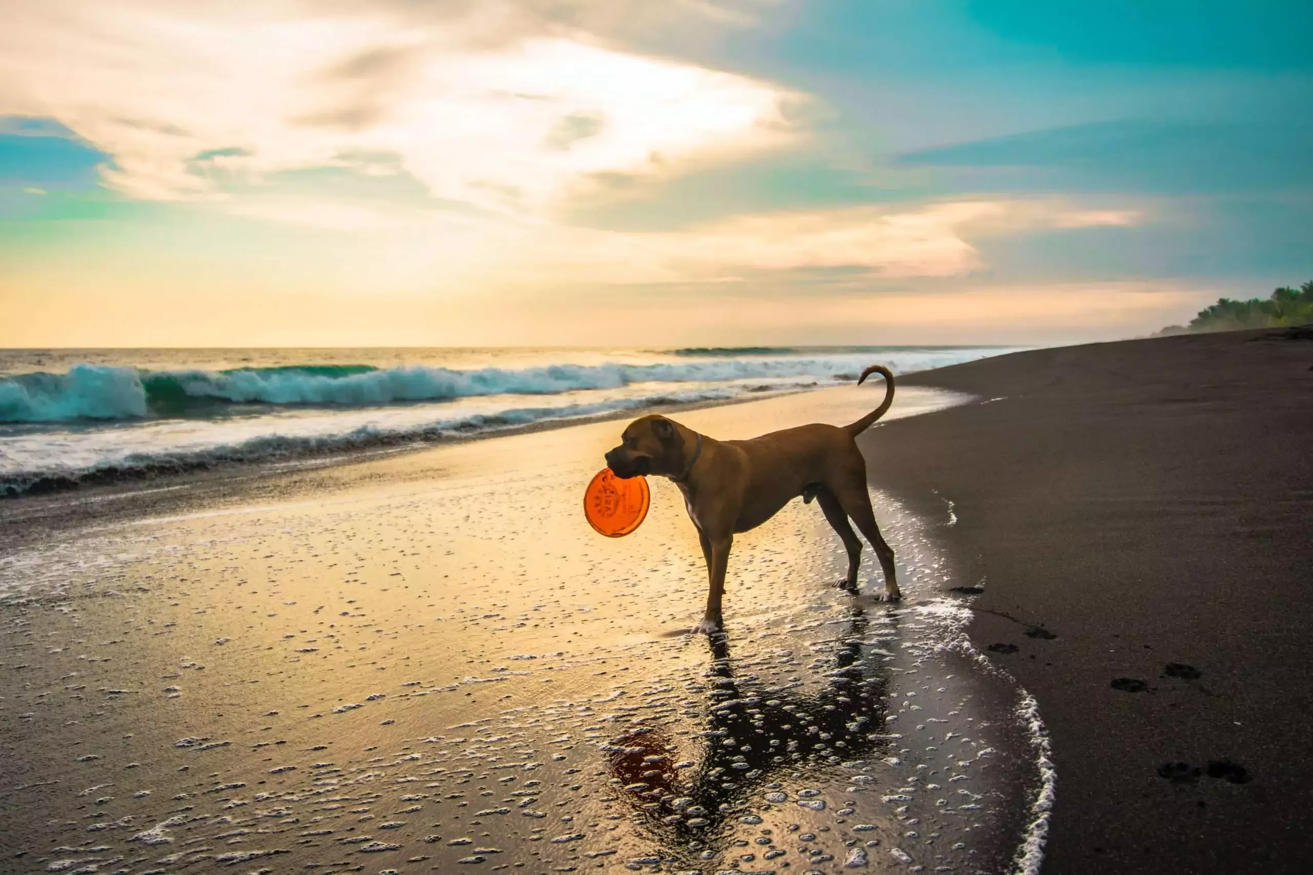 When Is a Dog Considered an Adult: 12 Amazing Facts 10 adult dog