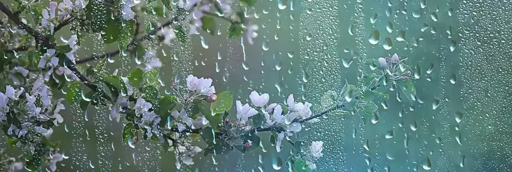 Moral Science with Mother Nature 6 Rain falling over spring flowers