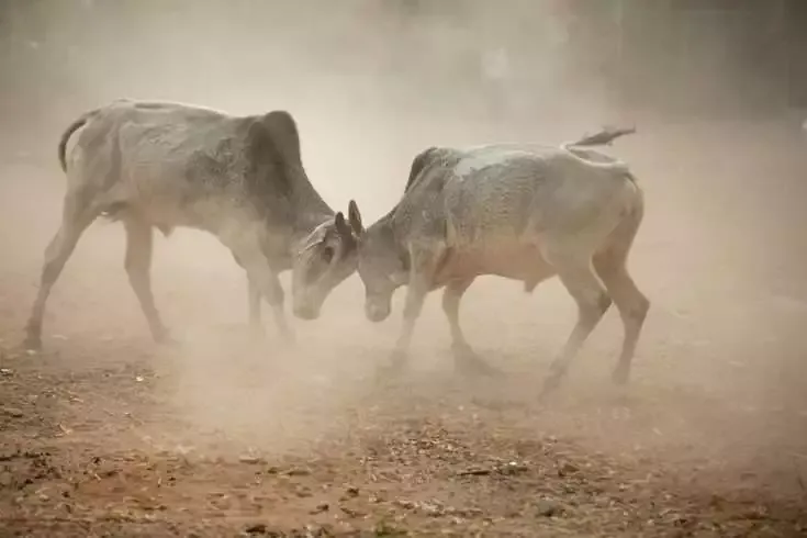 The Indian flavour of Bull fighting 7 Bull Fighting in India