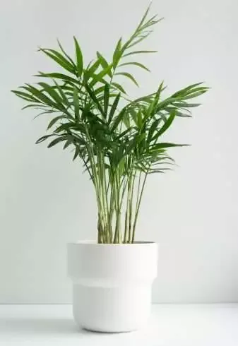 7 Household Plants to Detox and Beautify Your House 9 Bamboo plant
