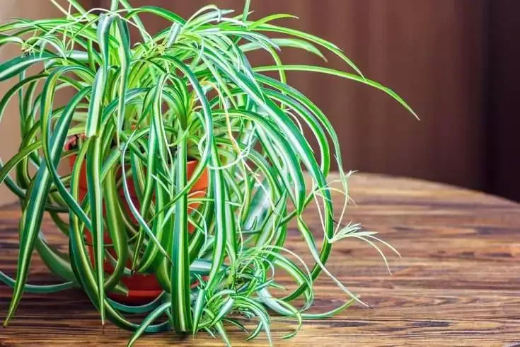 7 Household Plants to Detox and Beautify Your House 8 Spider Plant