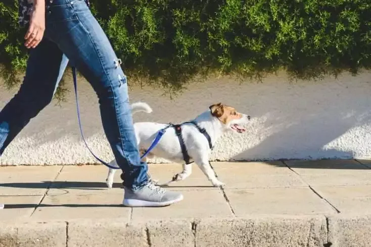 Top 5 Crazy Laws in Some Countries 8 Dog walking on the side walk