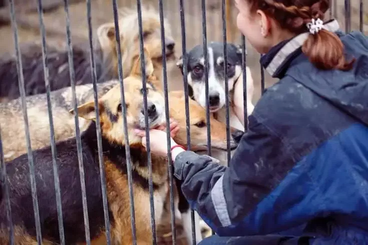 6 Things To Do Before 2016 Ends 7 Animal shelter