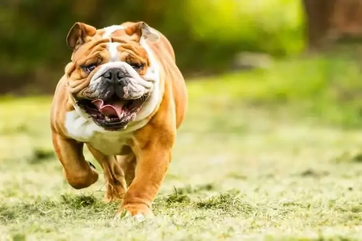 Most Expensive Things in the World 9 English Bulldog