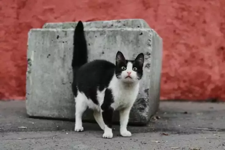 Children Pool up Savings to Feed Stray Animals in Dehradun 7 Stray cat