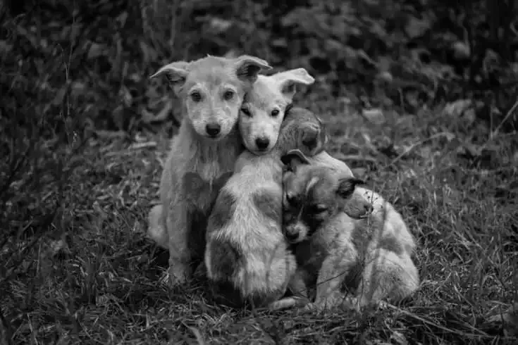 Children Pool up Savings to Feed Stray Animals in Dehradun 8 Stray dogs