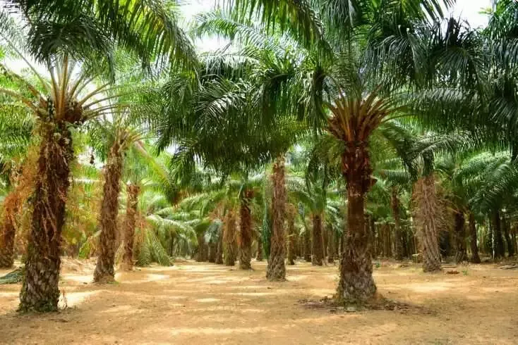 Why is Palm Oil Bad? 101 Guide on Impacts of Palm Oil 8 Why is Palm Oil Bad? 101 Guide on Impacts of Palm Oil 3