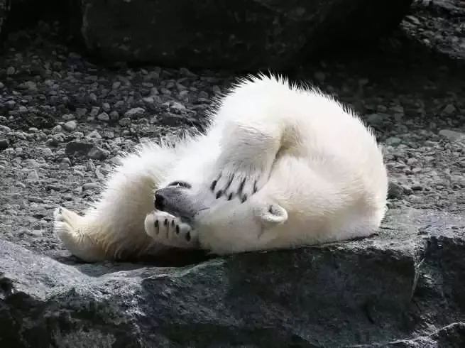 Where do Polar Bears Live: 101 Guide on Polar Bears 11 Where do Polar Bears Live: 101 Guide on Polar Bears 6