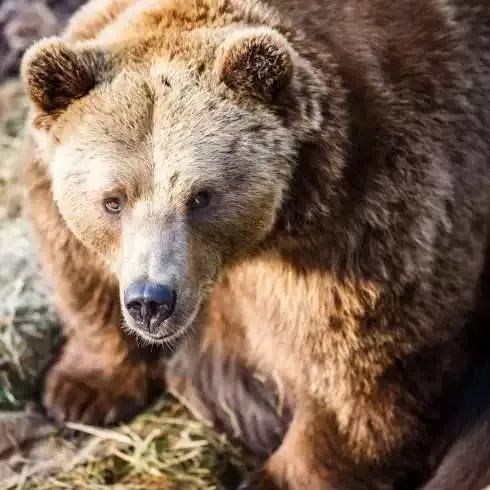 Where do Polar Bears Live: 101 Guide on Polar Bears 8 Where do Polar Bears Live: 101 Guide on Polar Bears 3