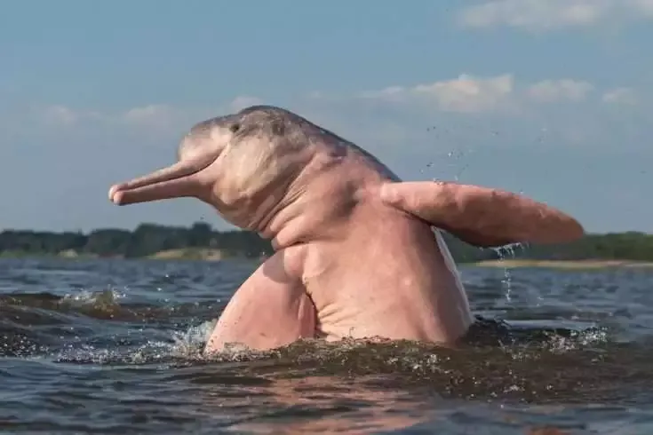 9 Amazing Facts About Dolphins 9 9 Amazing Facts About Dolphins 4