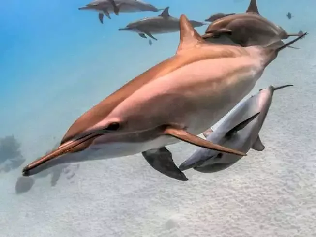 9 Amazing Facts About Dolphins 10 9 Amazing Facts About Dolphins 5