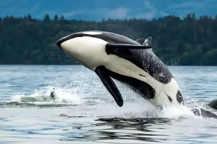 9 Amazing Facts About Dolphins 8 9 Amazing Facts About Dolphins 3