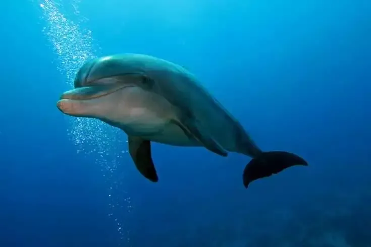 9 Amazing Facts About Dolphins 7 9 Amazing Facts About Dolphins 2