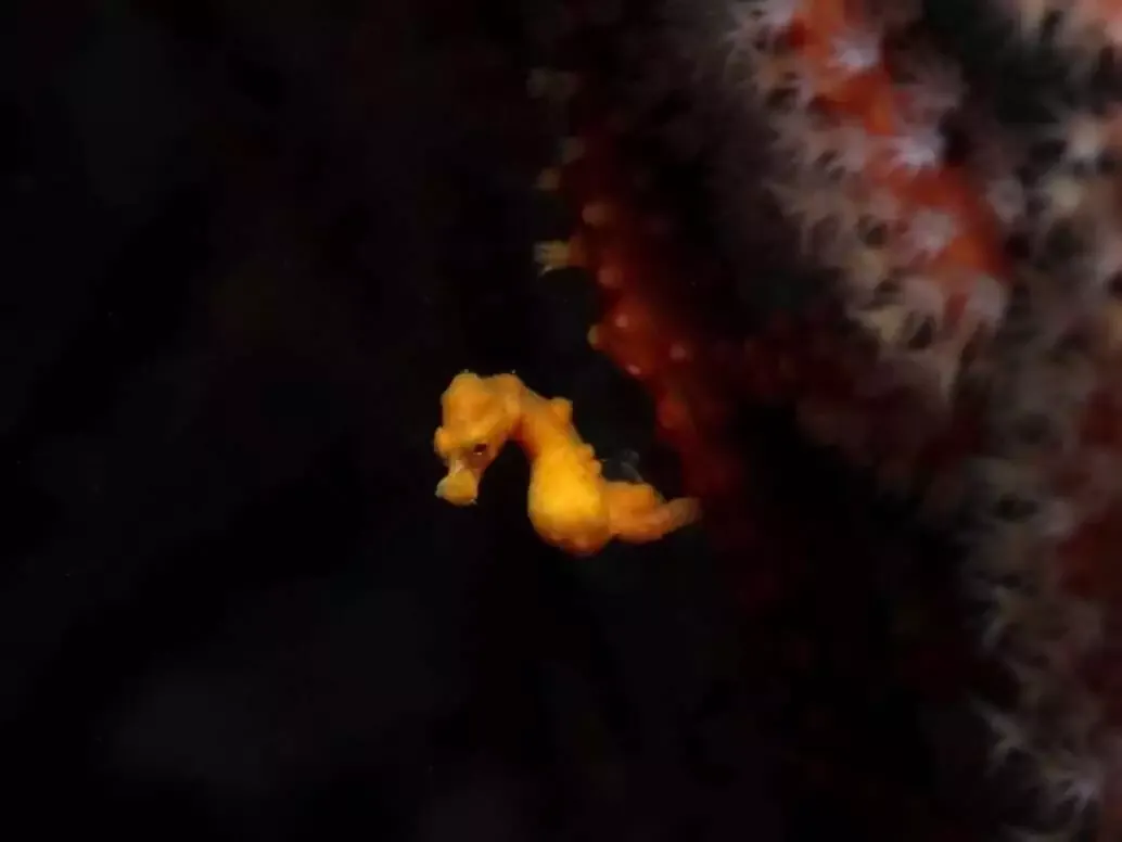 12 Interesting Facts About the Smallest Animals in the World 12 Denise's pygmy seahorse