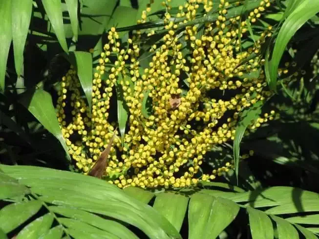 30 Best Types of Houseplants You Should Definitely Know About 26 Parlor palm