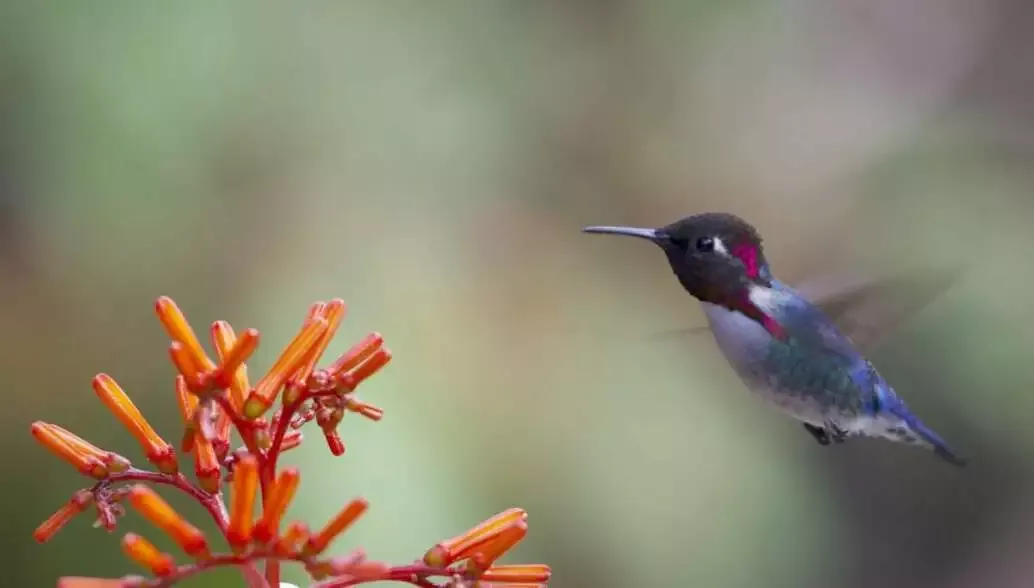 12 Interesting Facts About the Smallest Animals in the World 8 bee hummingbird