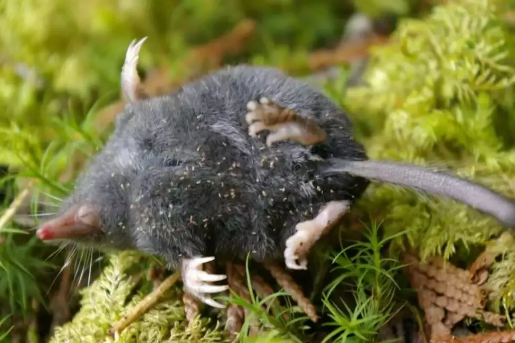 12 Interesting Facts About the Smallest Animals in the World 10 American Shrew-mole