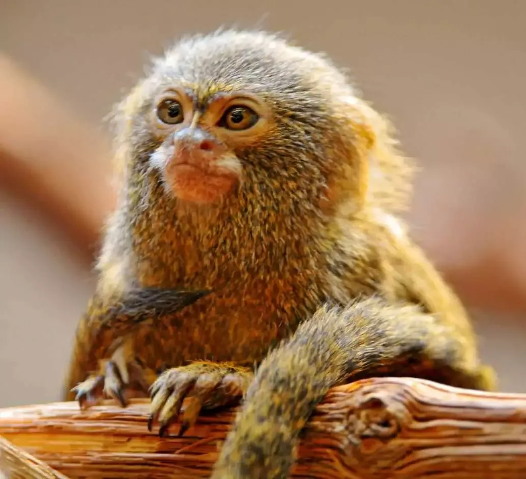 12 Interesting Facts About the Smallest Animals in the World 7 Smallest animals in the world