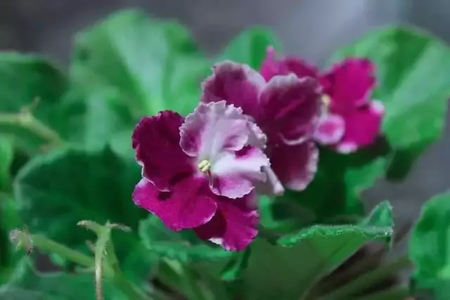 30 Best Types of Houseplants You Should Definitely Know About 27 Parlor palm