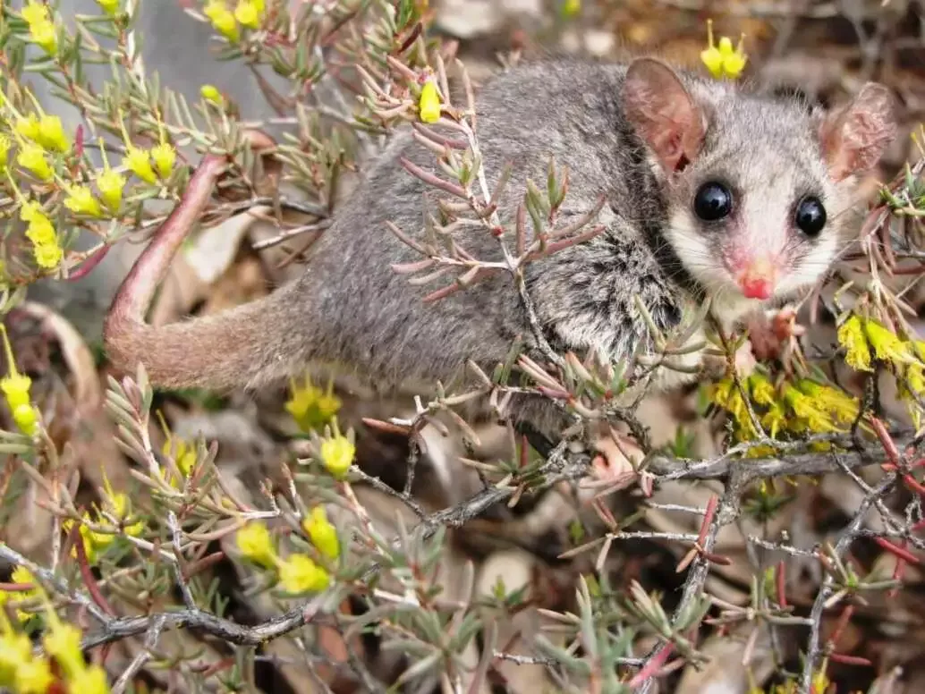 12 Interesting Facts About the Smallest Animals in the World 9 Pygmy Possum