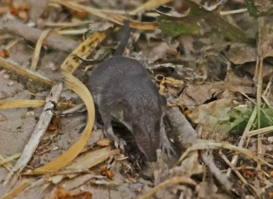 12 Interesting Facts About the Smallest Animals in the World 11 Etruscan pygmy shrew