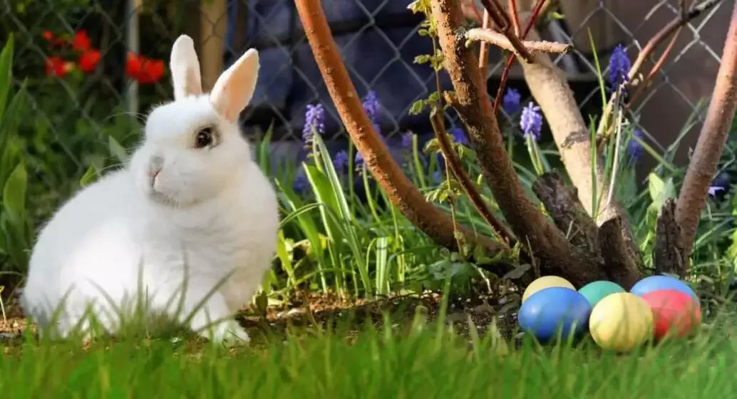 Why Do We Celebrate Easter: Best 101 Easter Guide 14 Easter bunny