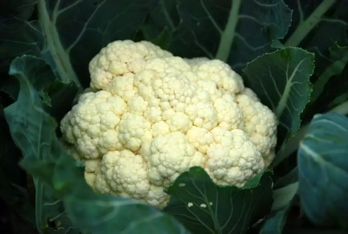 Top 20 Reasons Why Vegetables Are Healthy for Us 15 Image by NatureFriend from Pixabay