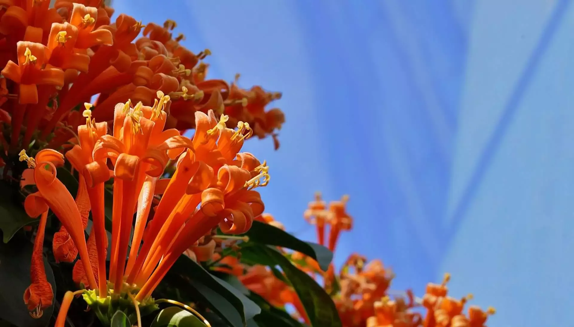 Top 8 Vibrant Flowers That Attract Hummingbirds 14 trumpet vine