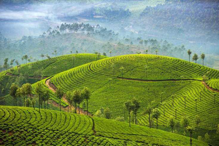 Munnar : A Gorgeous Holiday Gift for Every Nature lover.. 9 Tea Plantation, Munnar
