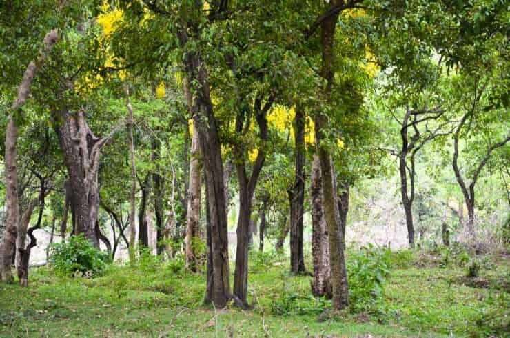 Munnar : A Gorgeous Holiday Gift for Every Nature lover.. 11 Munnar : A Gorgeous Holiday Gift for Every Nature lover.. 6